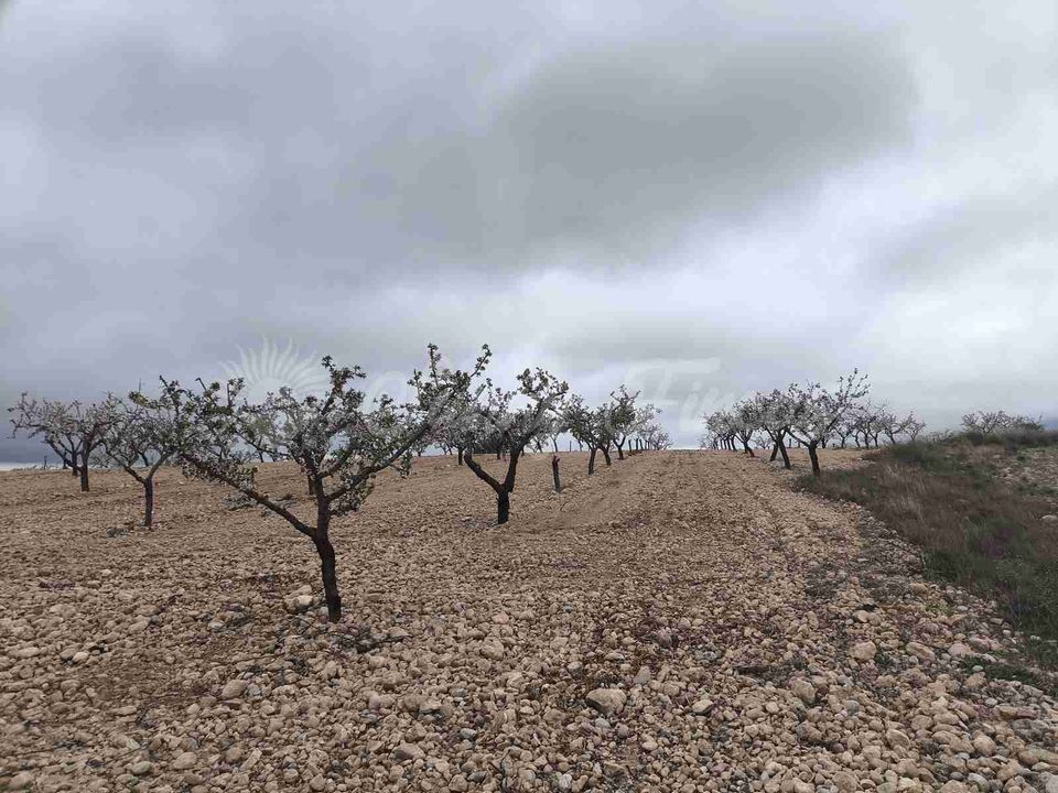 Helårsgrund i Yecla, Murcia - foto 2
